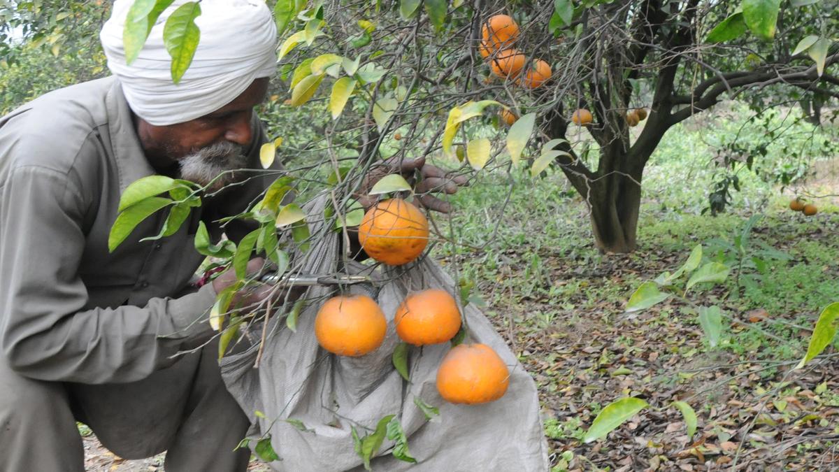 Punjab's kinnow growers anxious over water-logging following rains